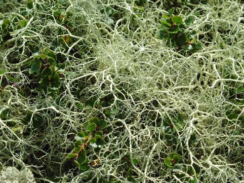 Mossnät